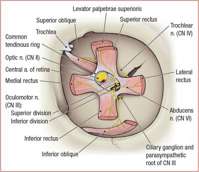 thumbs/Orbit with Eye Removed.jpeg.jpg